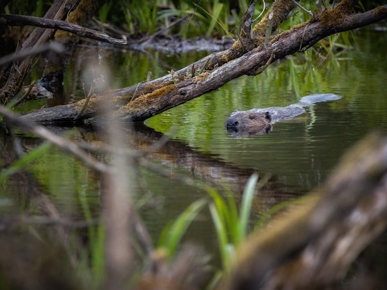 Eurasian beaver swimming