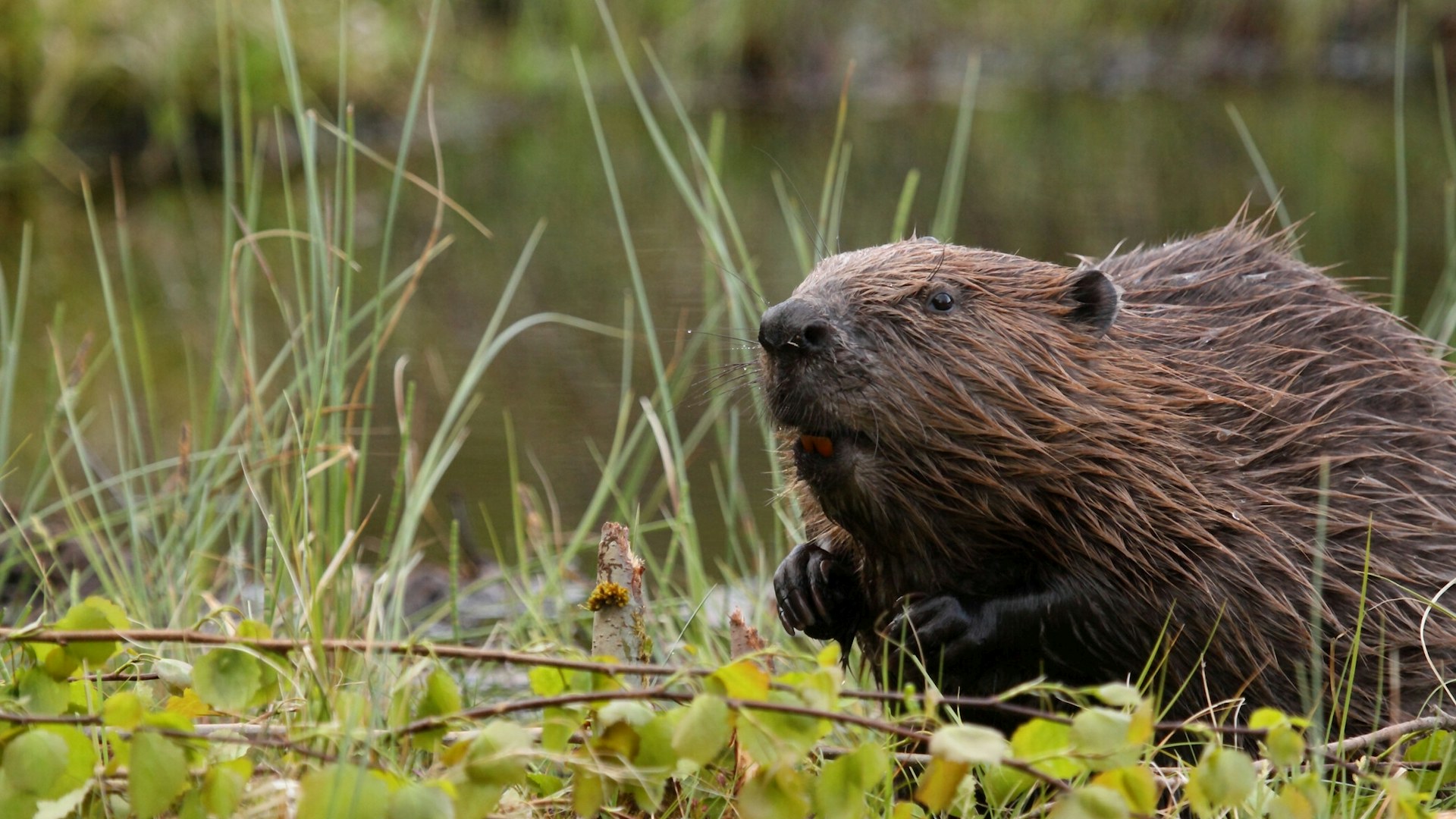 Eurasian beaver castor