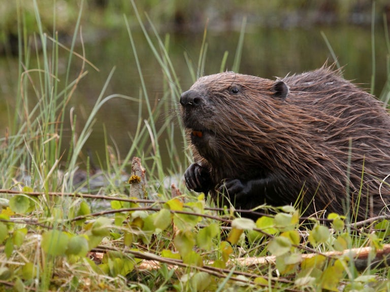 Eurasian beaver castor