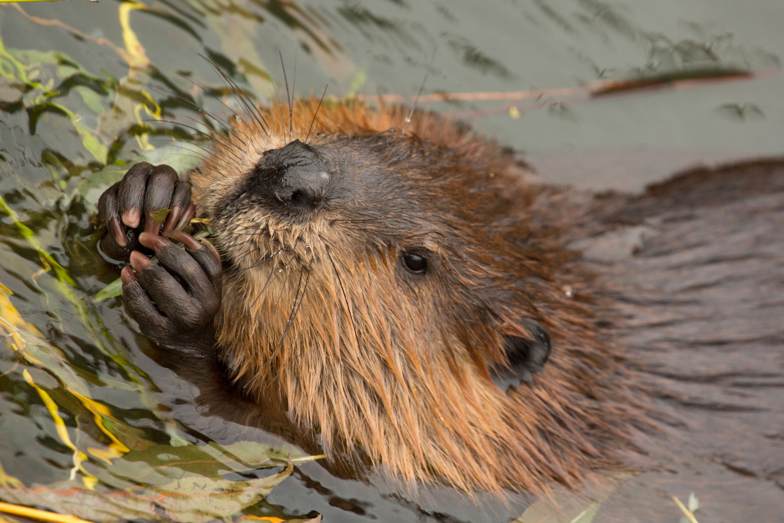 Close-up of Eurasian beaver swimming, Bamff Estate