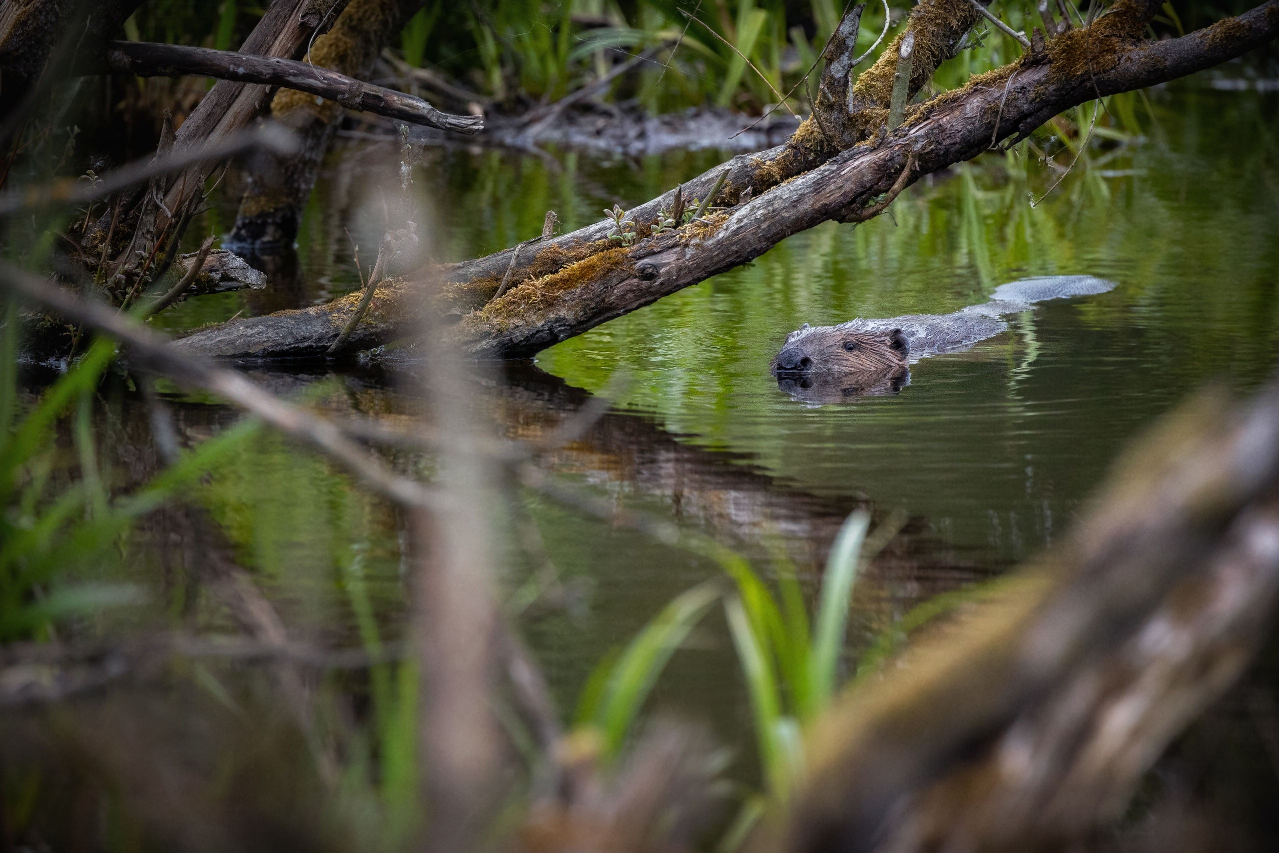 Eurasian beaver swimming