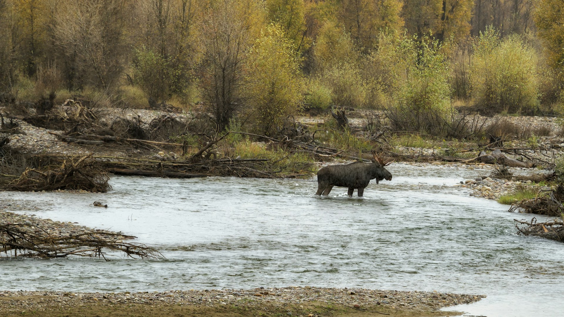 Eurasian elk