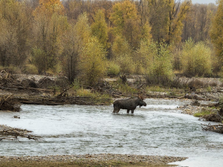 Eurasian elk