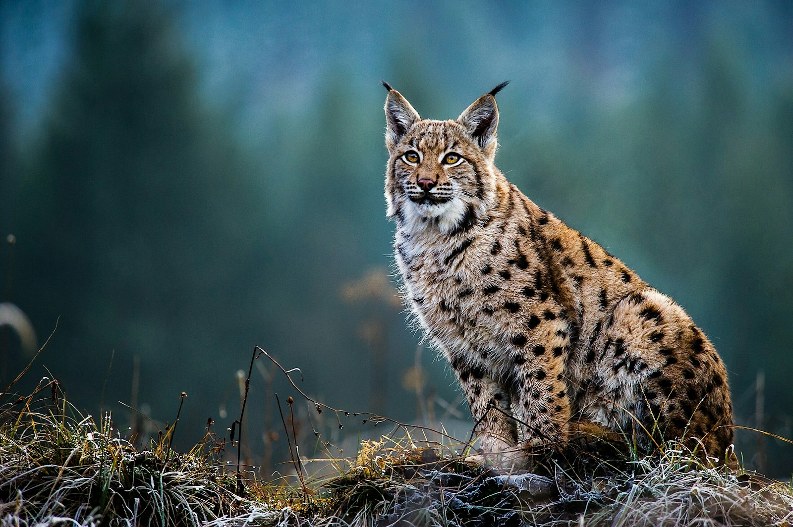 Eurasian lynx