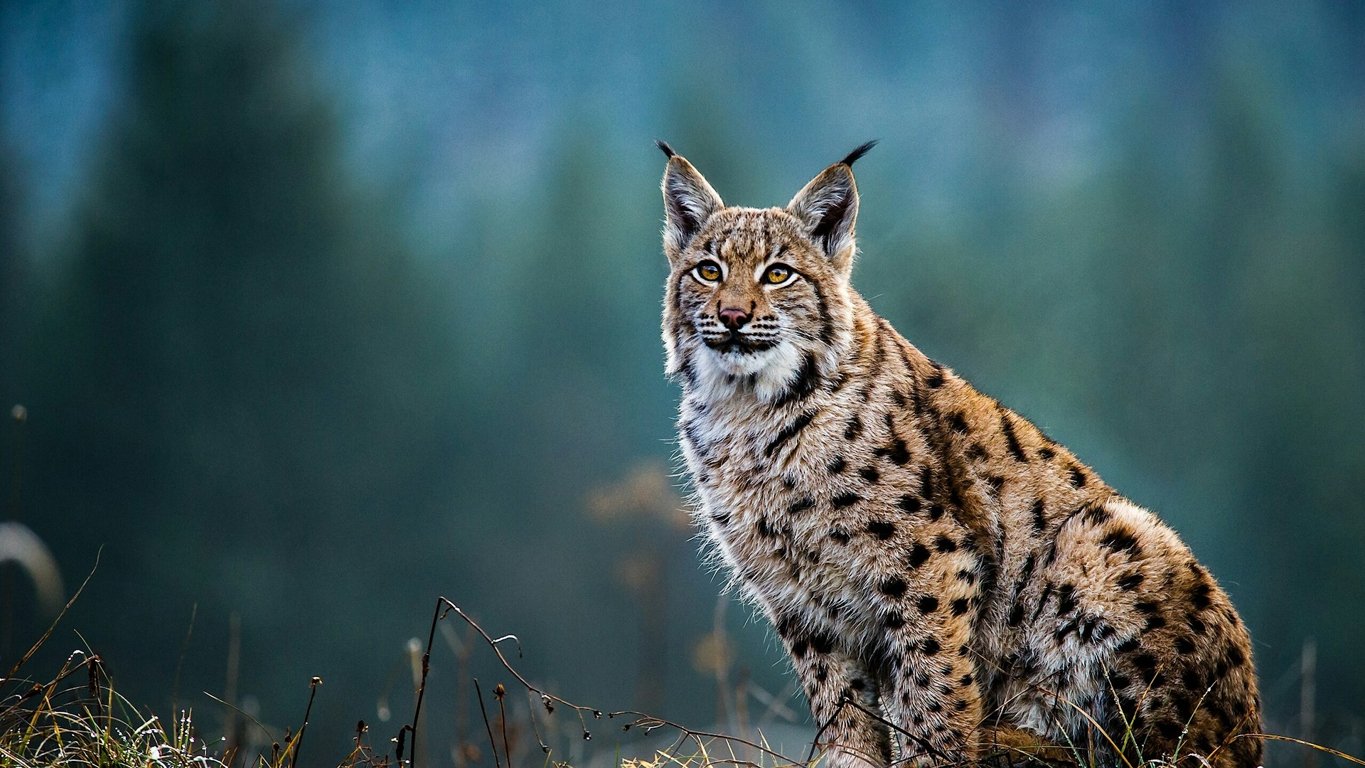 Eurasian lynx