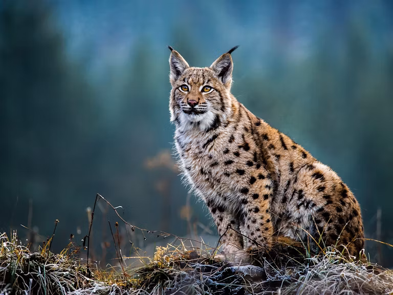 Eurasian lynx
