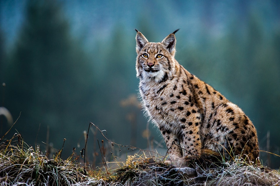 Eurasian Lynx Position Statement