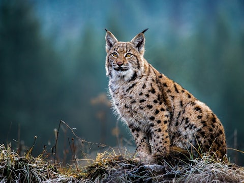 Eurasian lynx