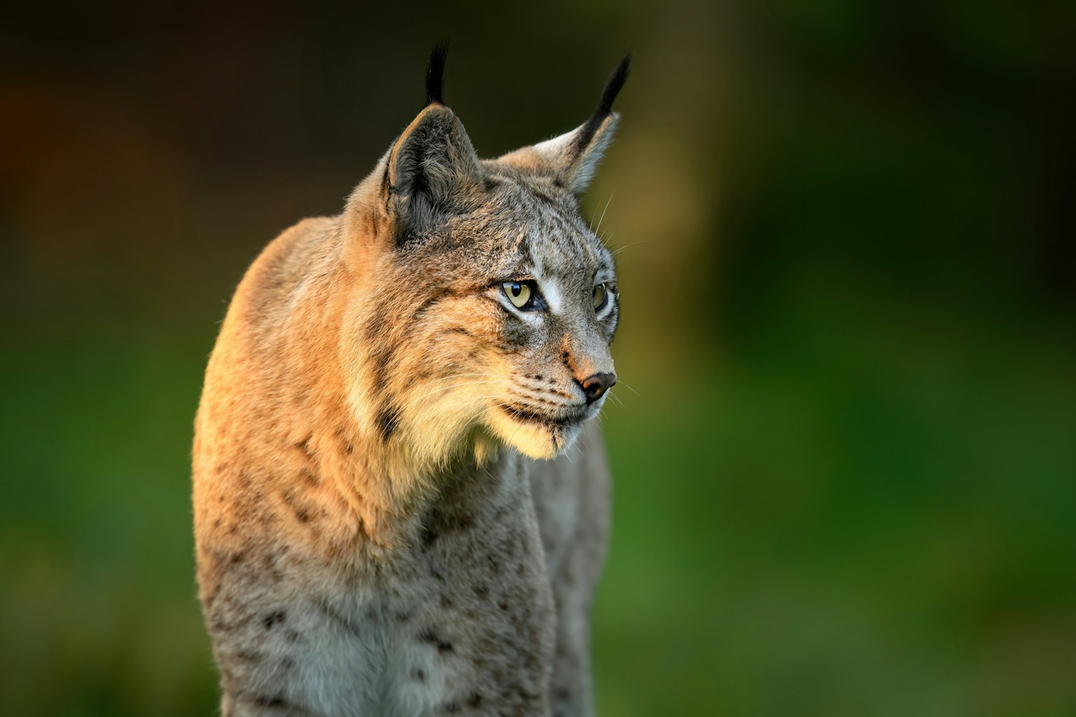 Eurasian lynx ( Lynx lynx ) close up