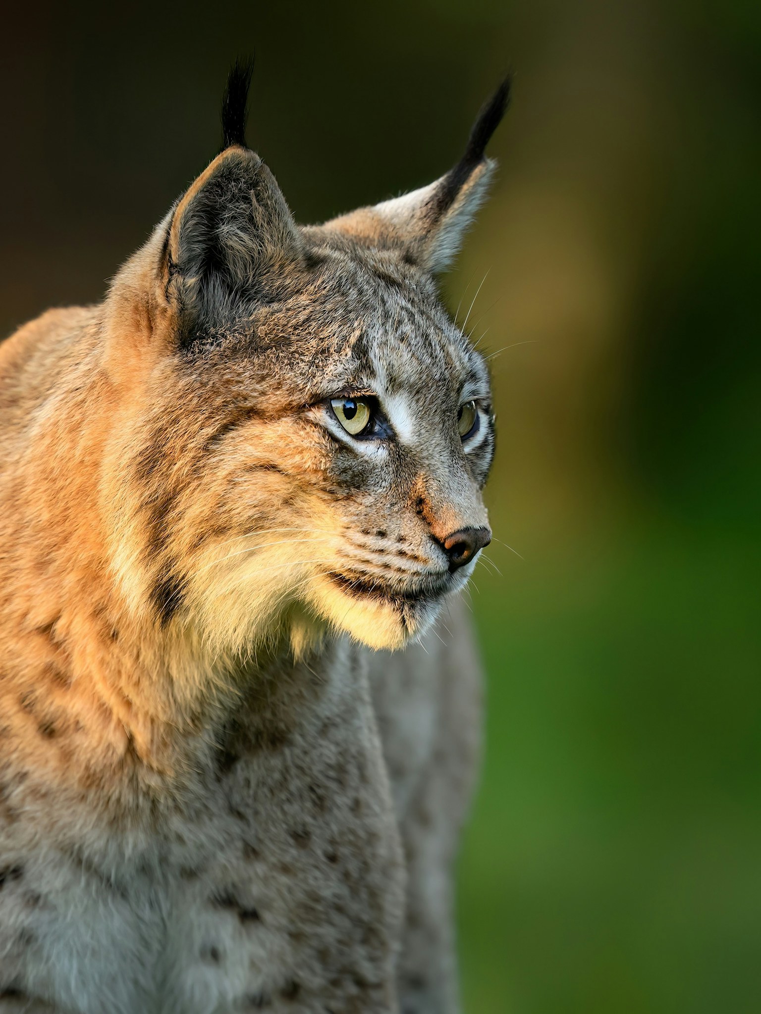 Eurasian lynx ( Lynx lynx ) close up