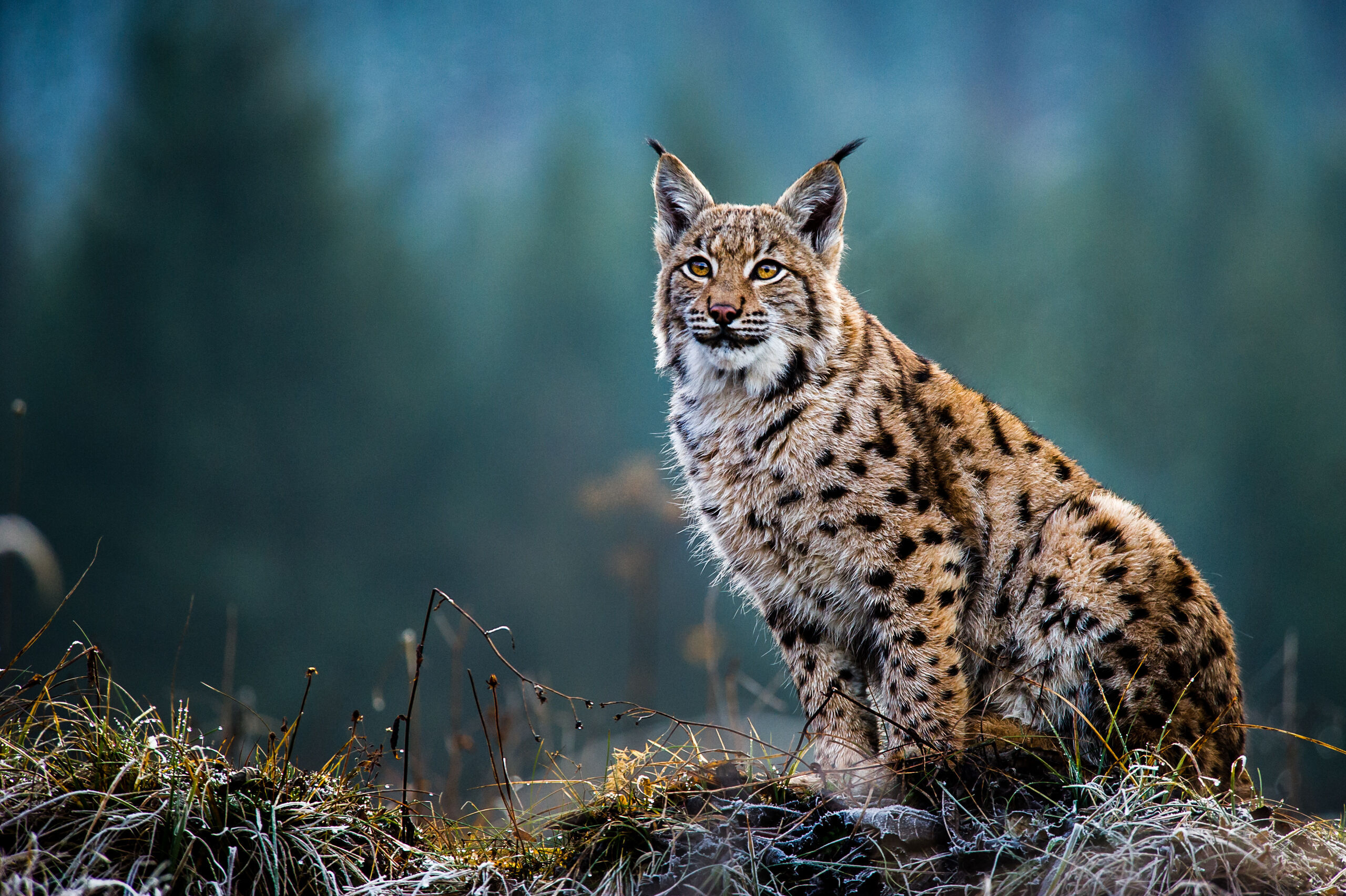 Eurasian lynx in winter.