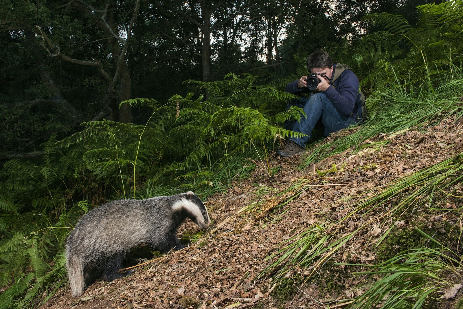 European badger and photographer