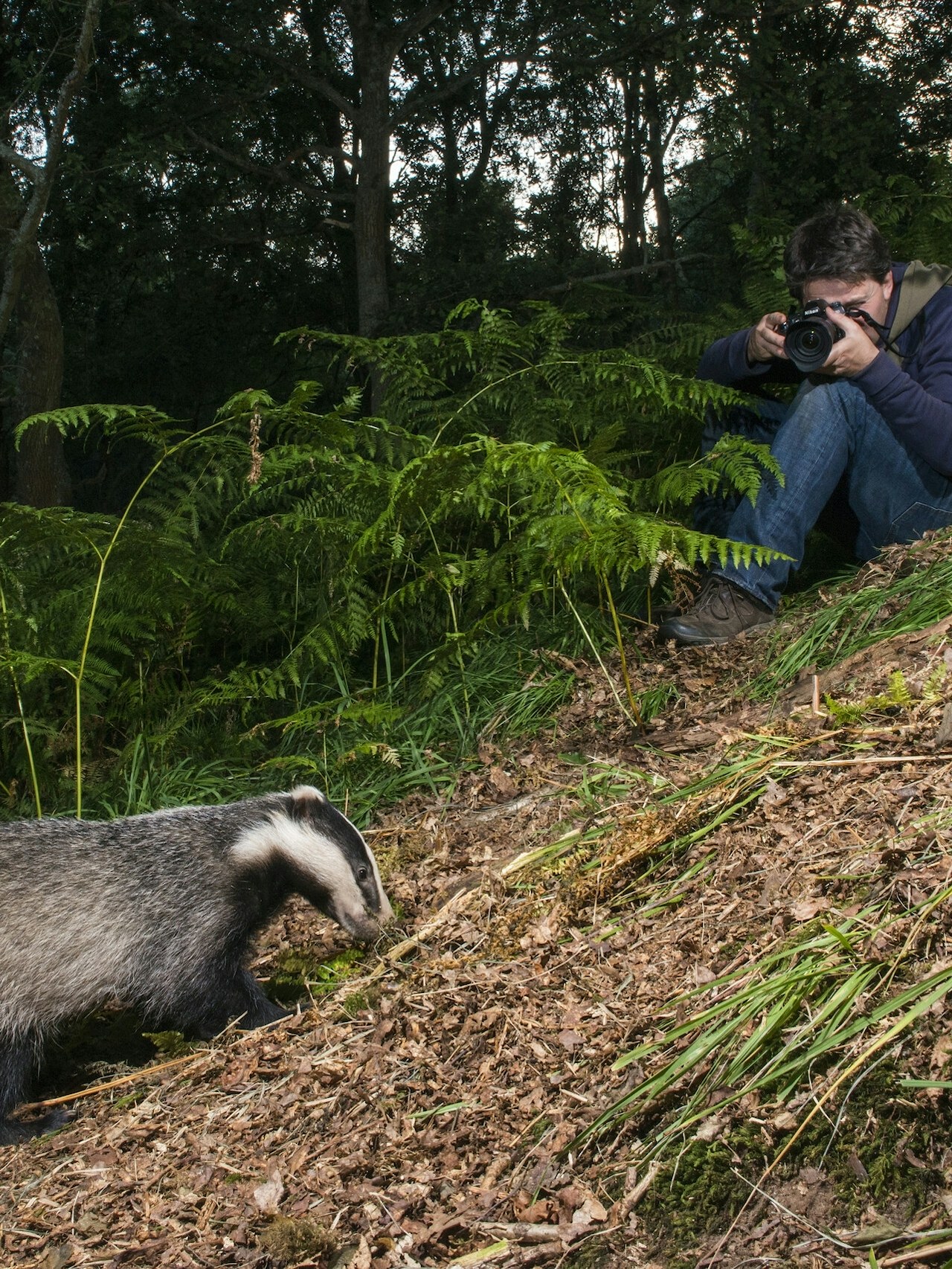 European badger and photographer