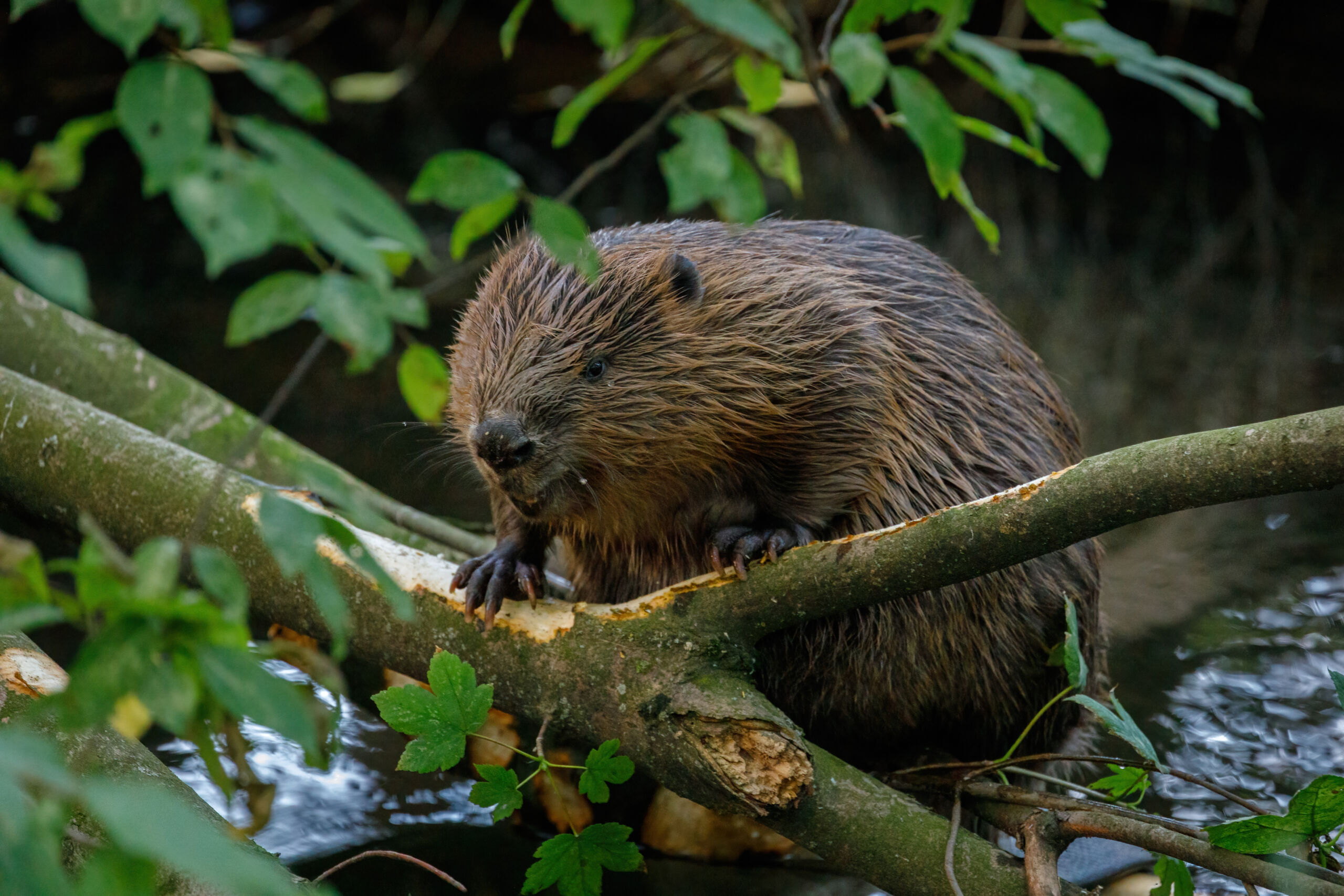 Beaver gnawing on a branch in a stream.