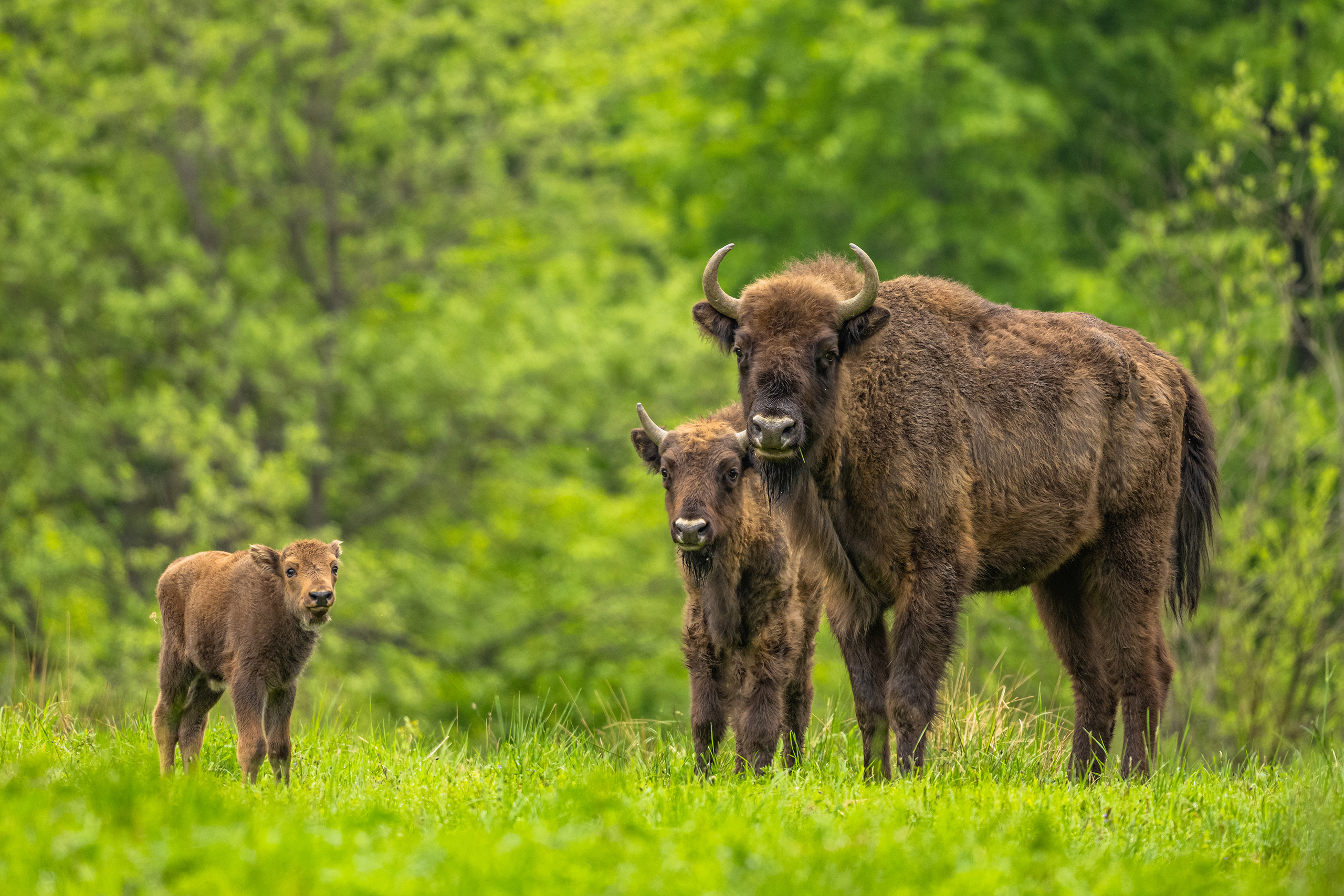 Three European bison in a woodland