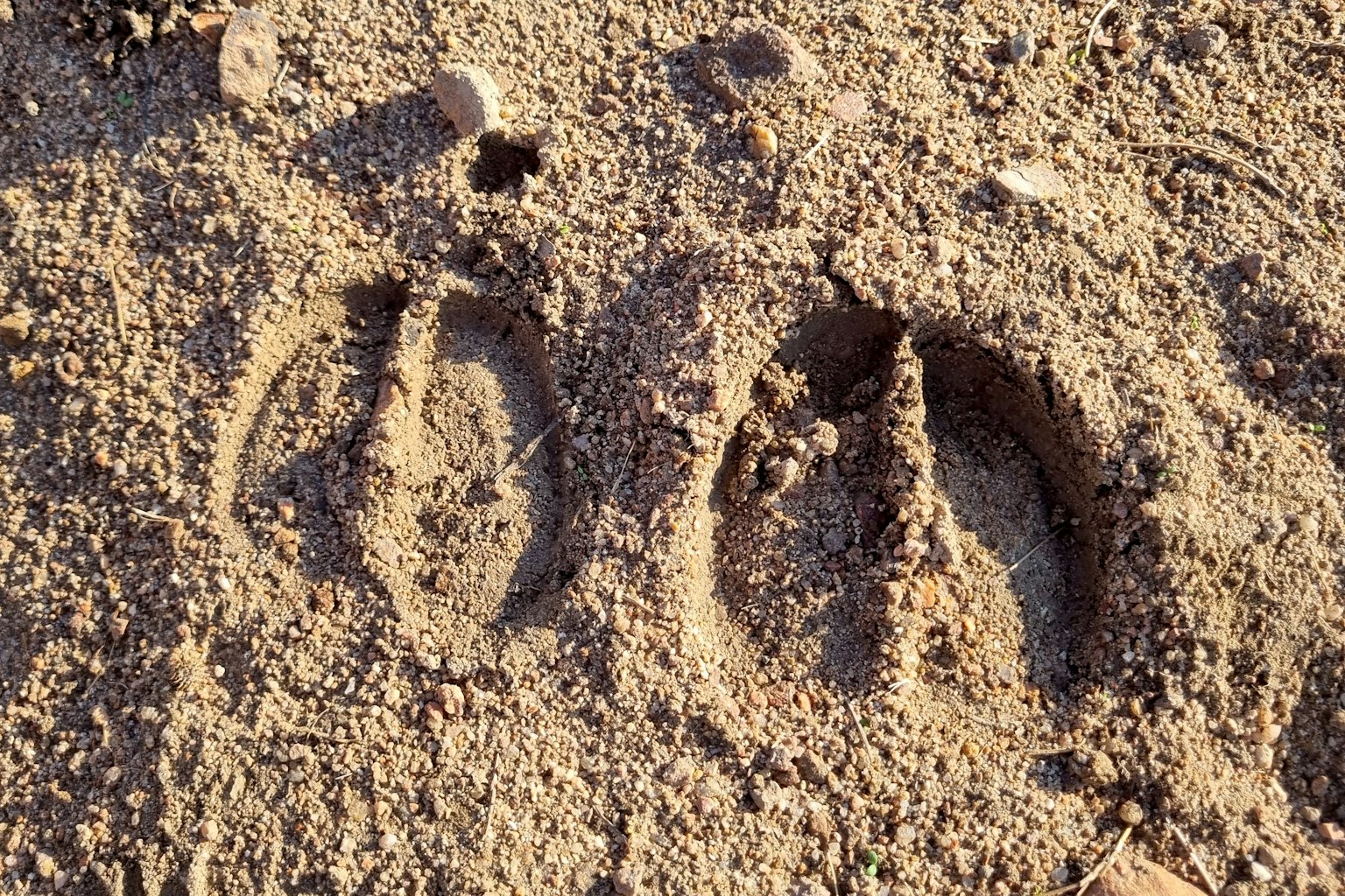 Footprint of European bison in the sand in southern Spain