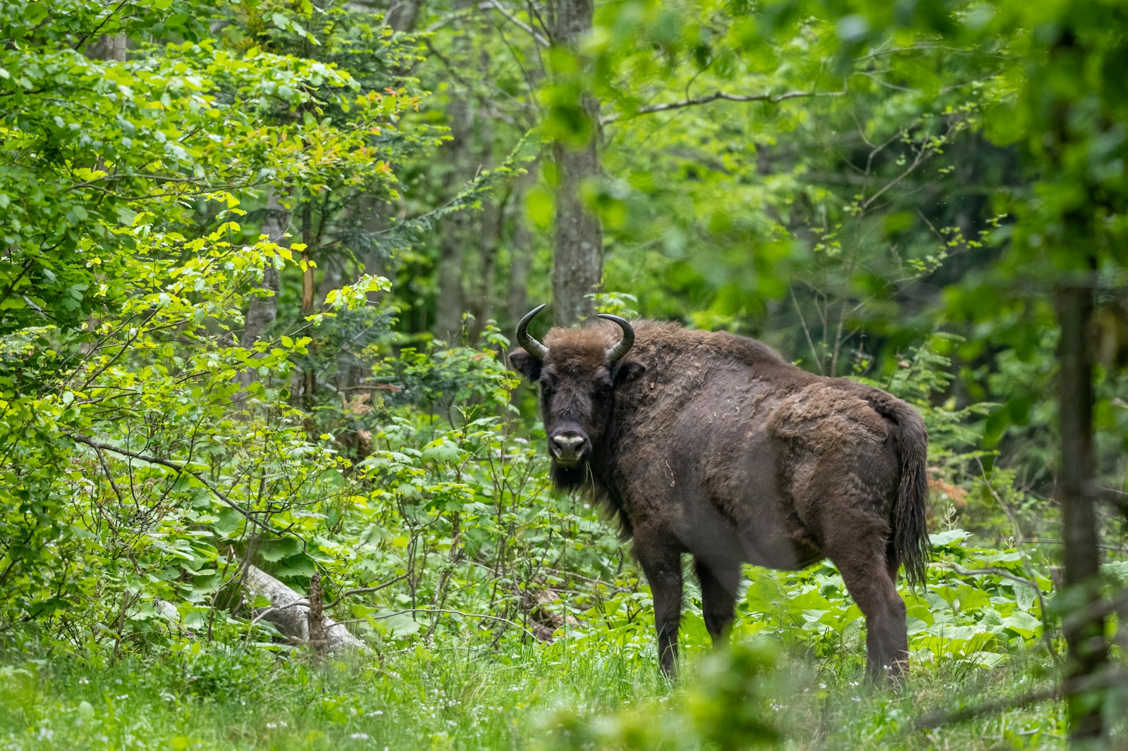 European bison forest