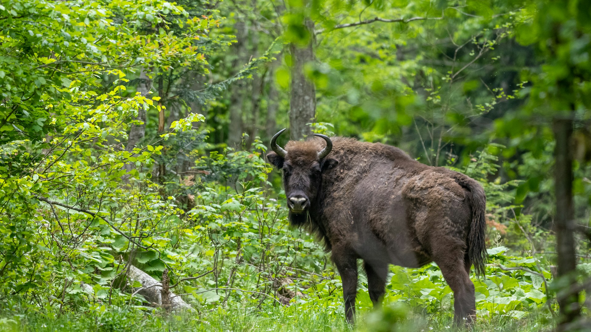 European bison forest