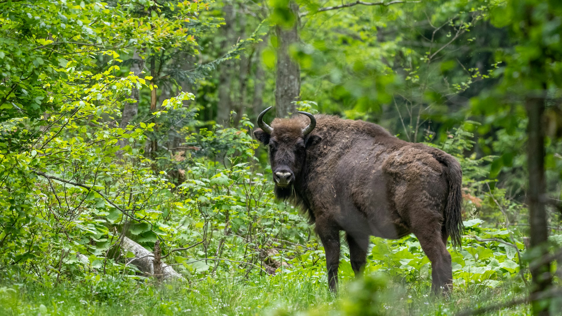European bison forest