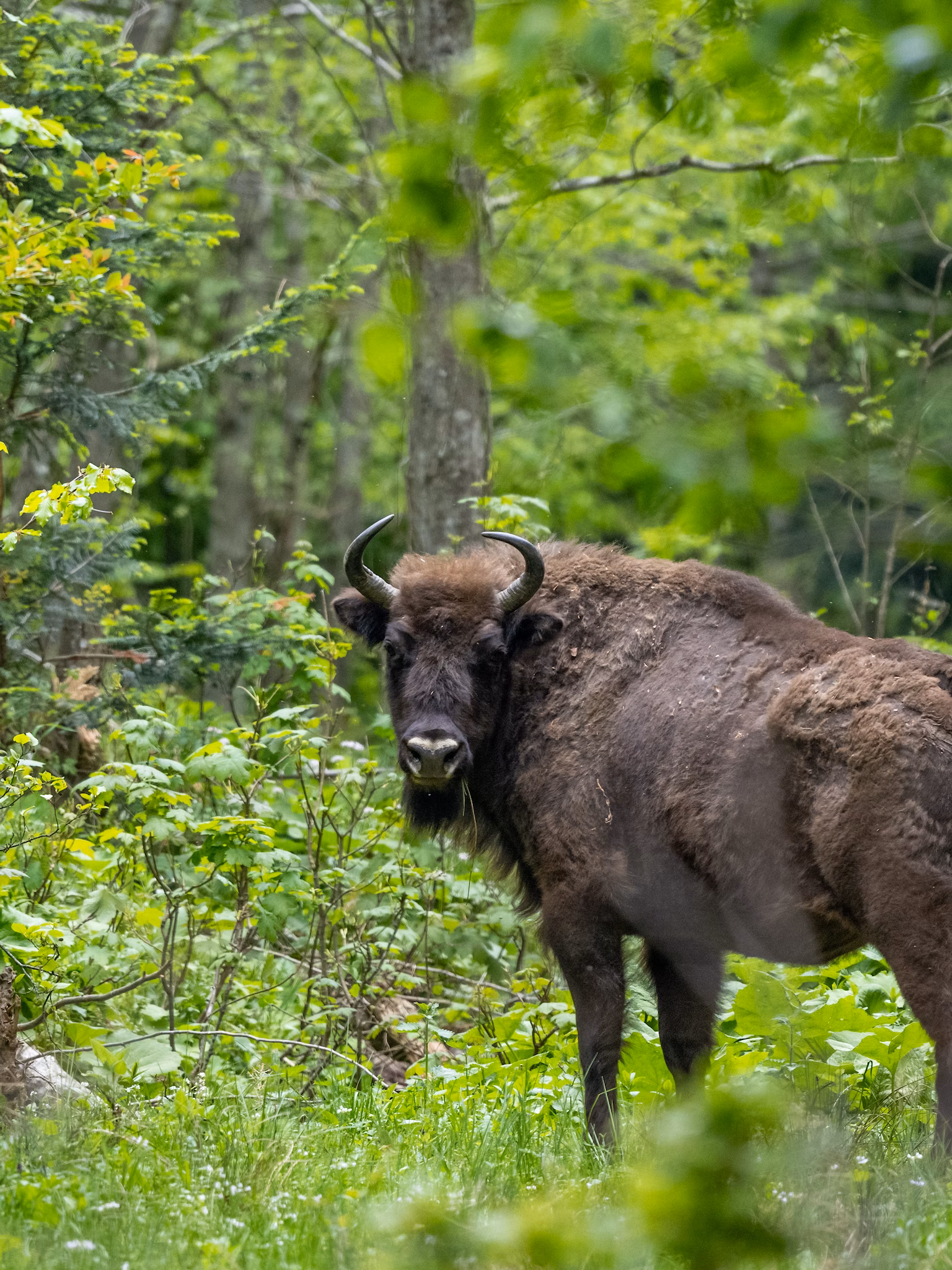 European bison forest