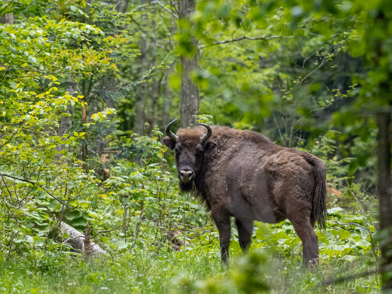 European bison forest