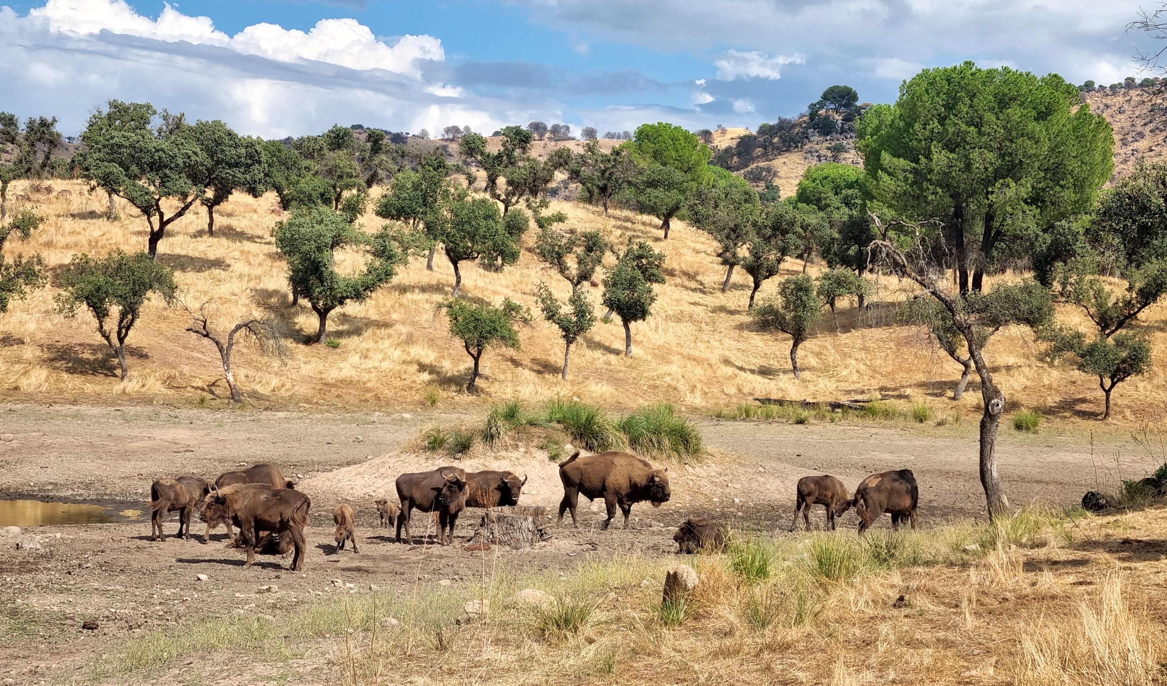 European bison on the plains in Southern Spain