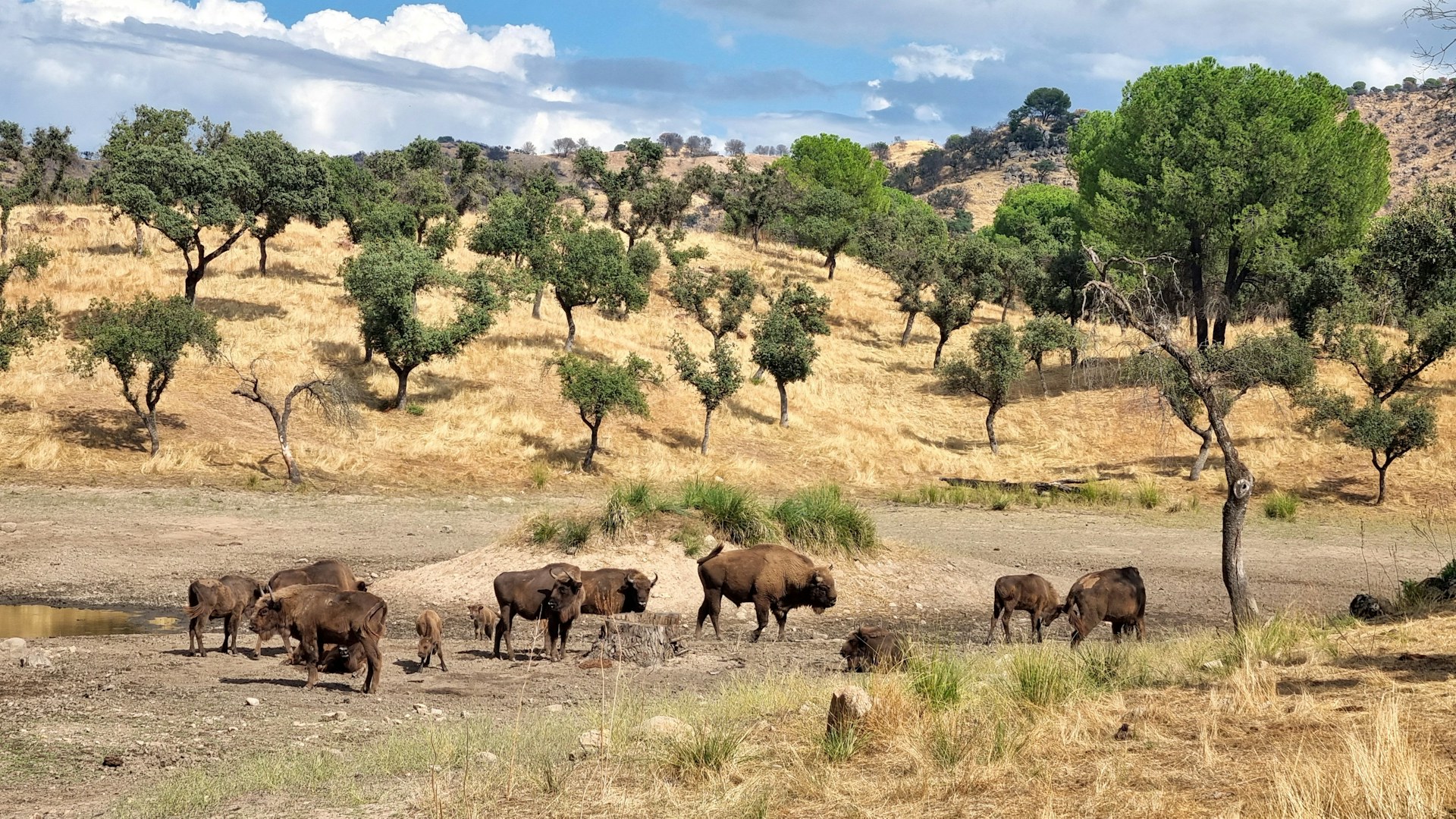 European bison on the plains in Southern Spain