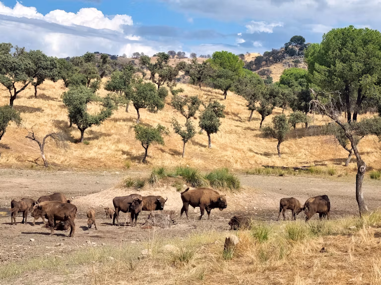European bison on the plains in Southern Spain