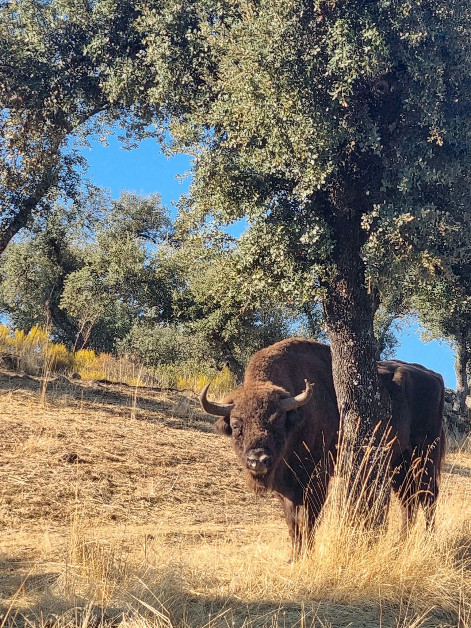 European bison standing by a tree in southern Spain