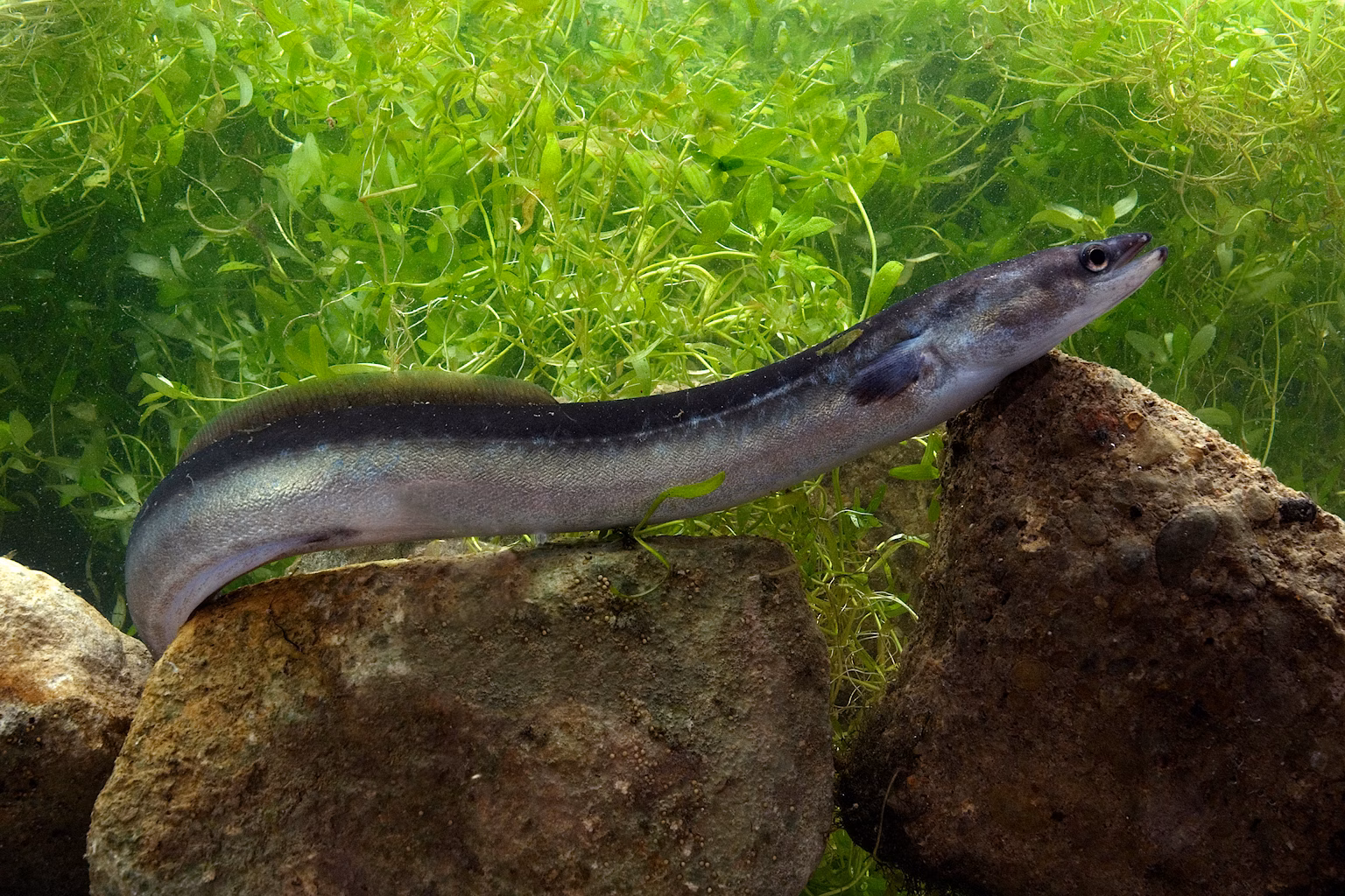 European eel in a river