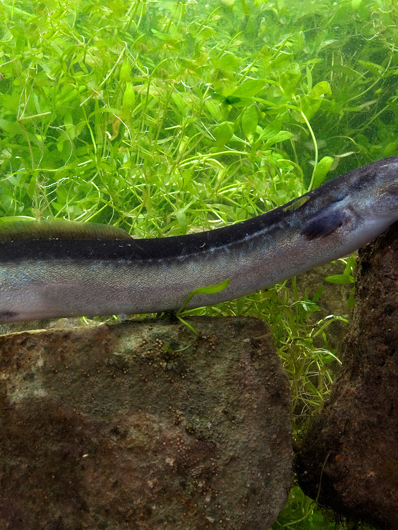 European eel in a river