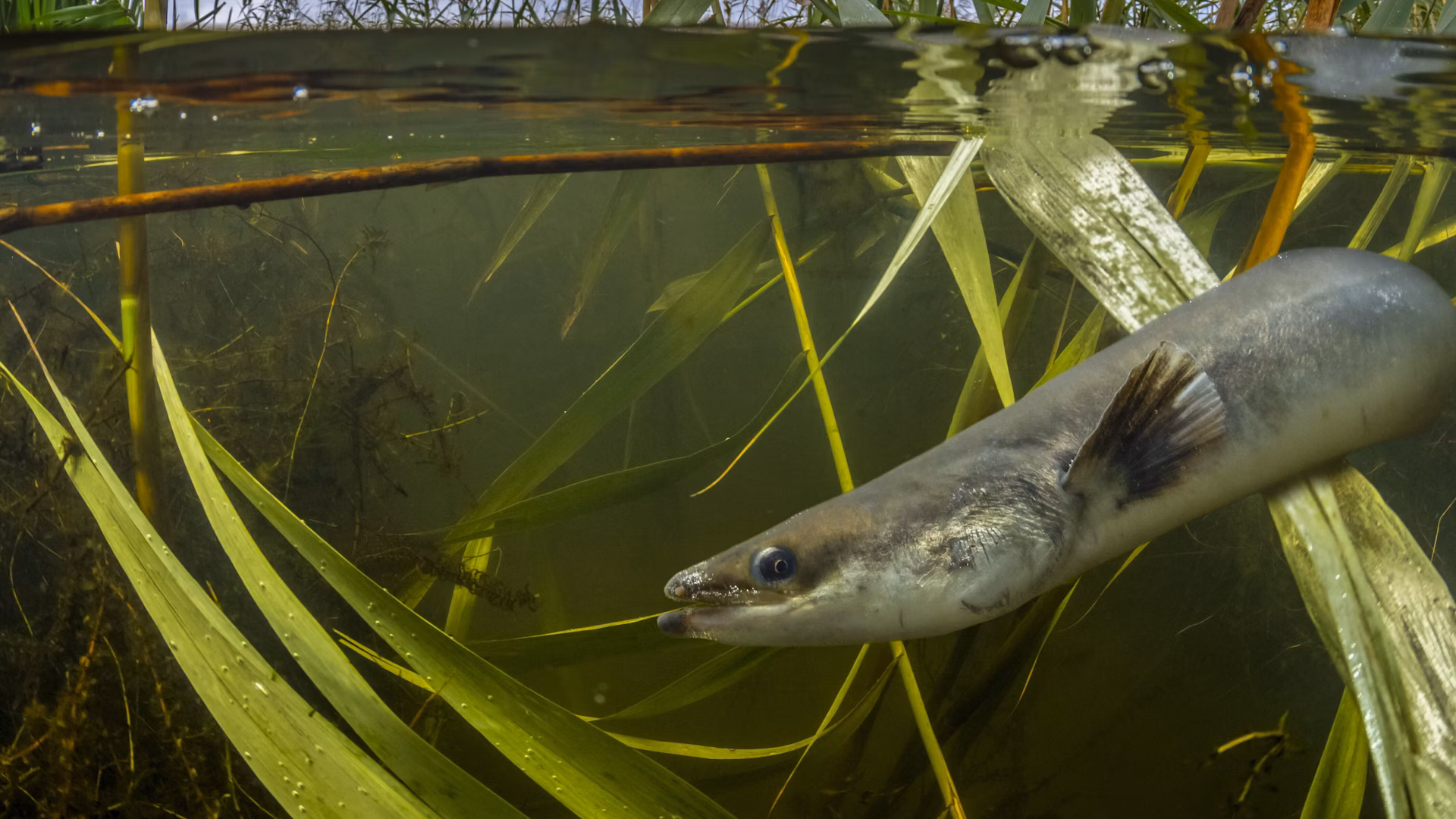 Underwater view of a European eel in a river