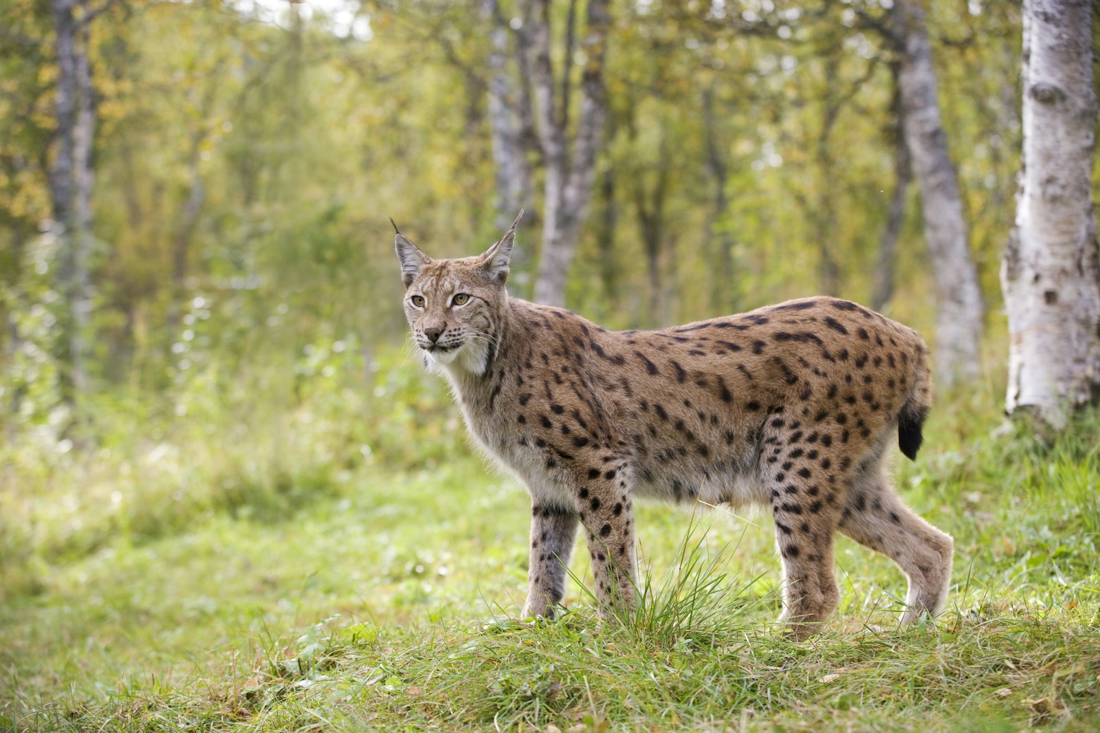 European lynx in woodland
