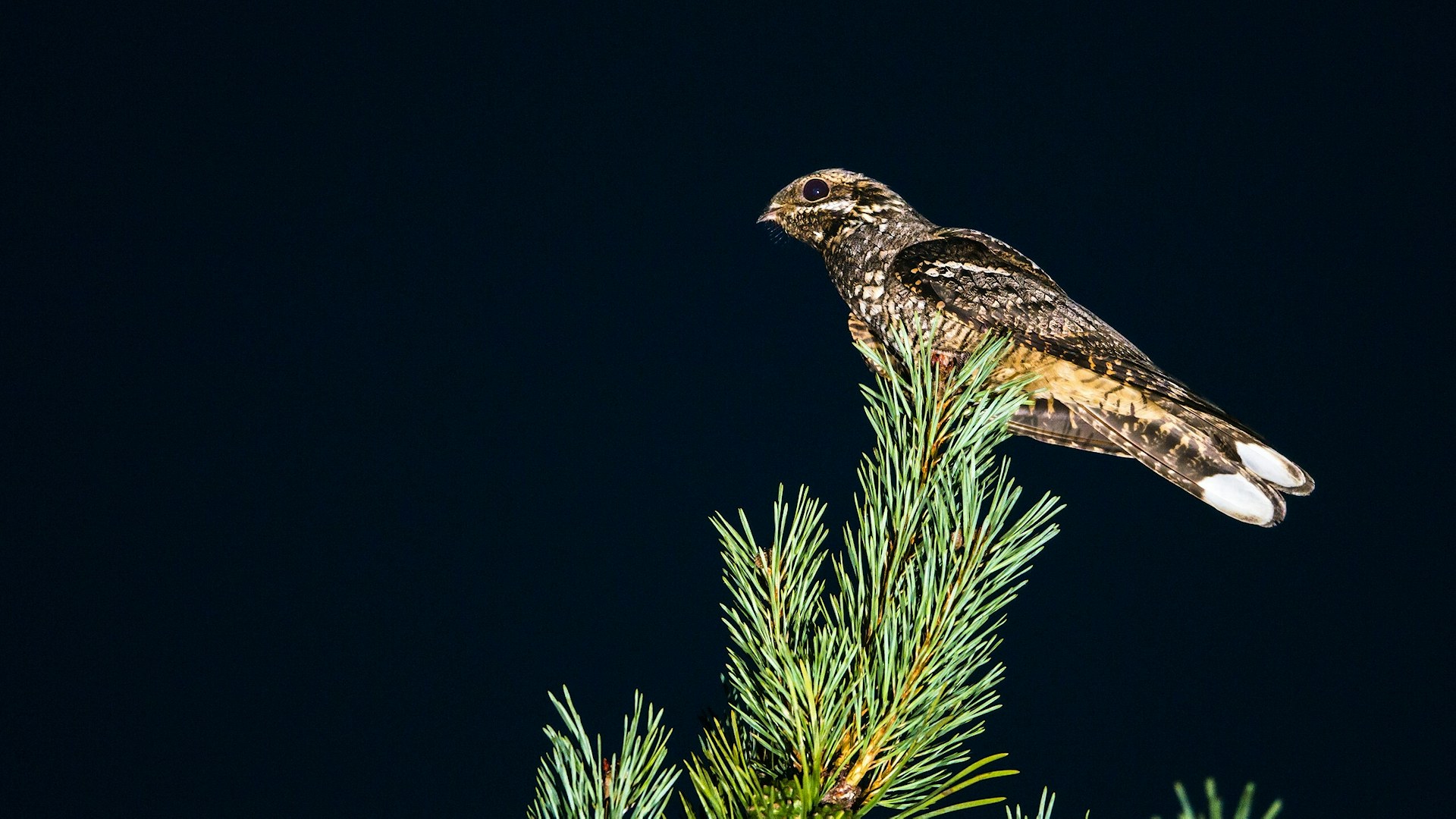 European nightjar