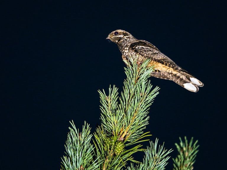European nightjar