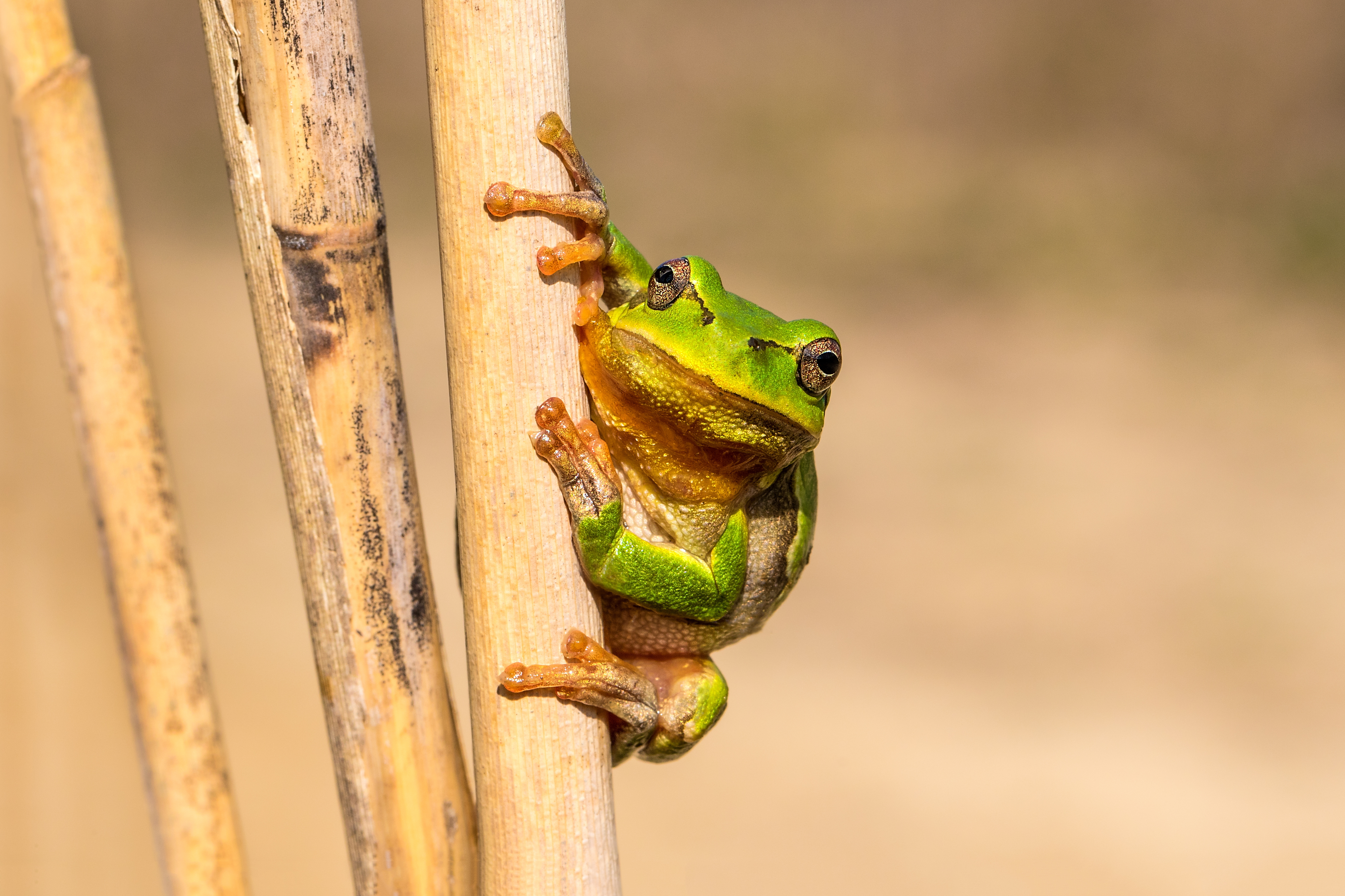 European tree frog clinging onto the stem of a plant
