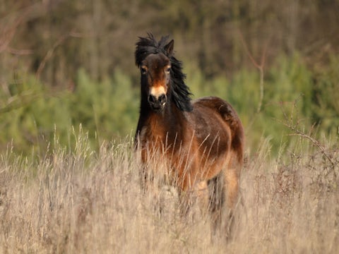 Exmoor pony in grass woodland