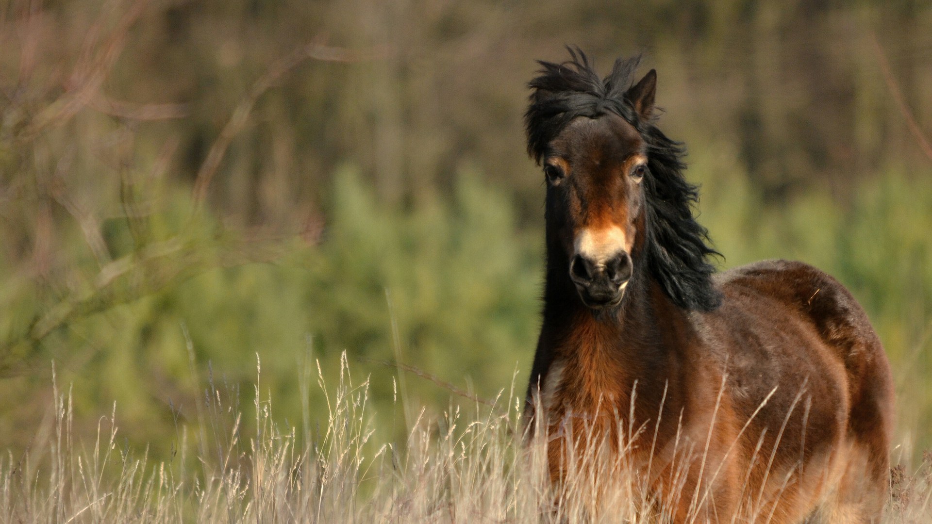 Exmoor pony in grass woodland
