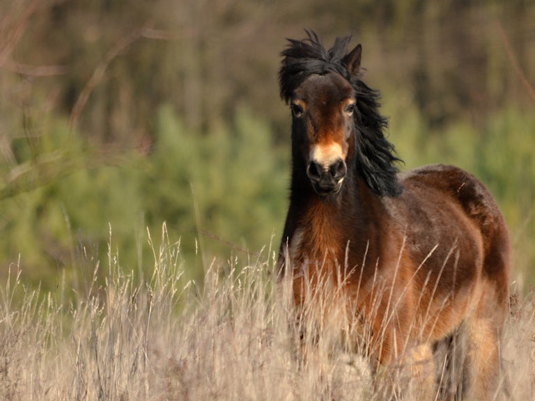 Exmoor pony in grass woodland