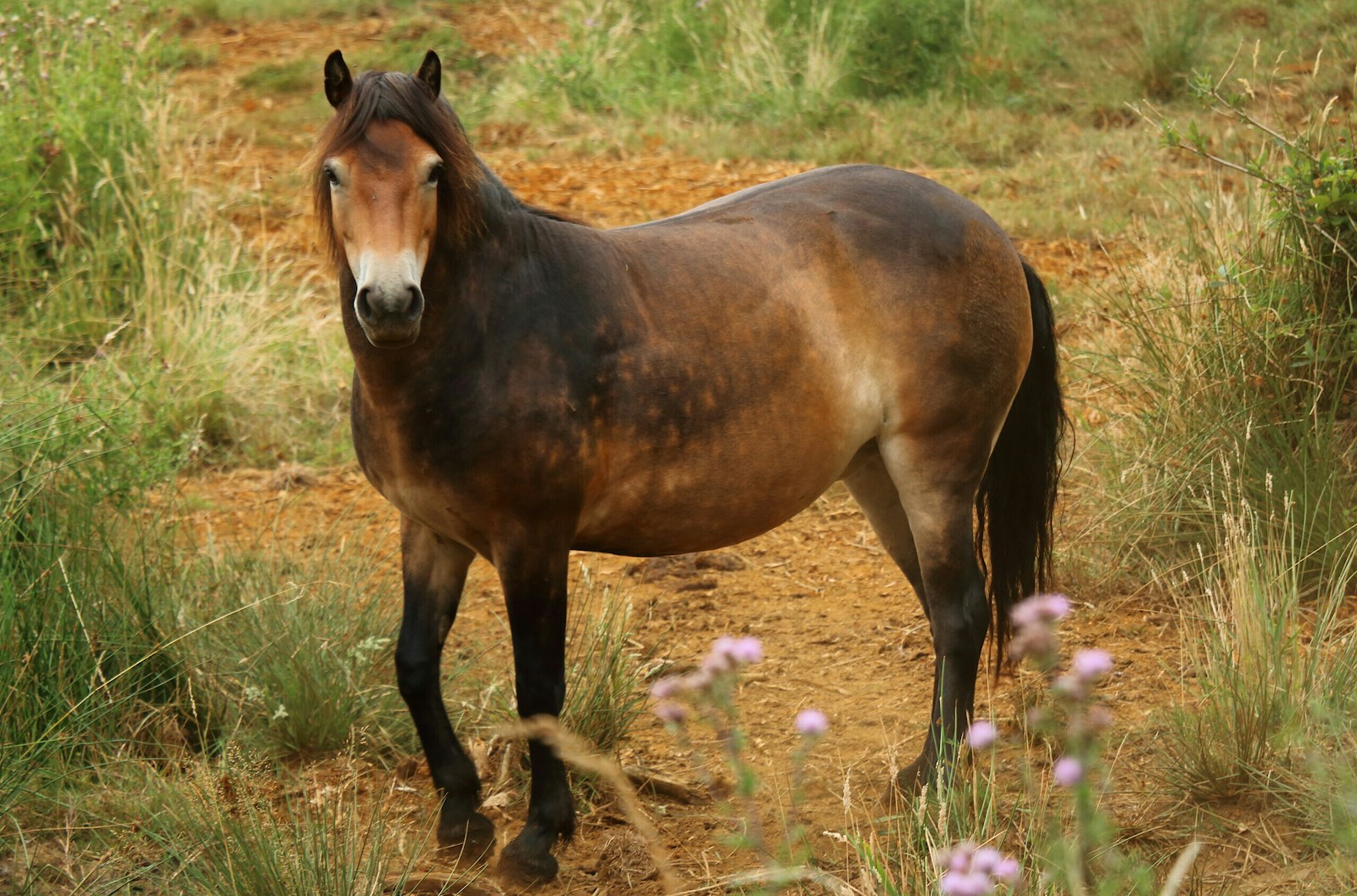 Exmoor pony on dusty scrubland at Wild Ken Hill