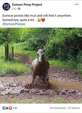 Exmoor twitter