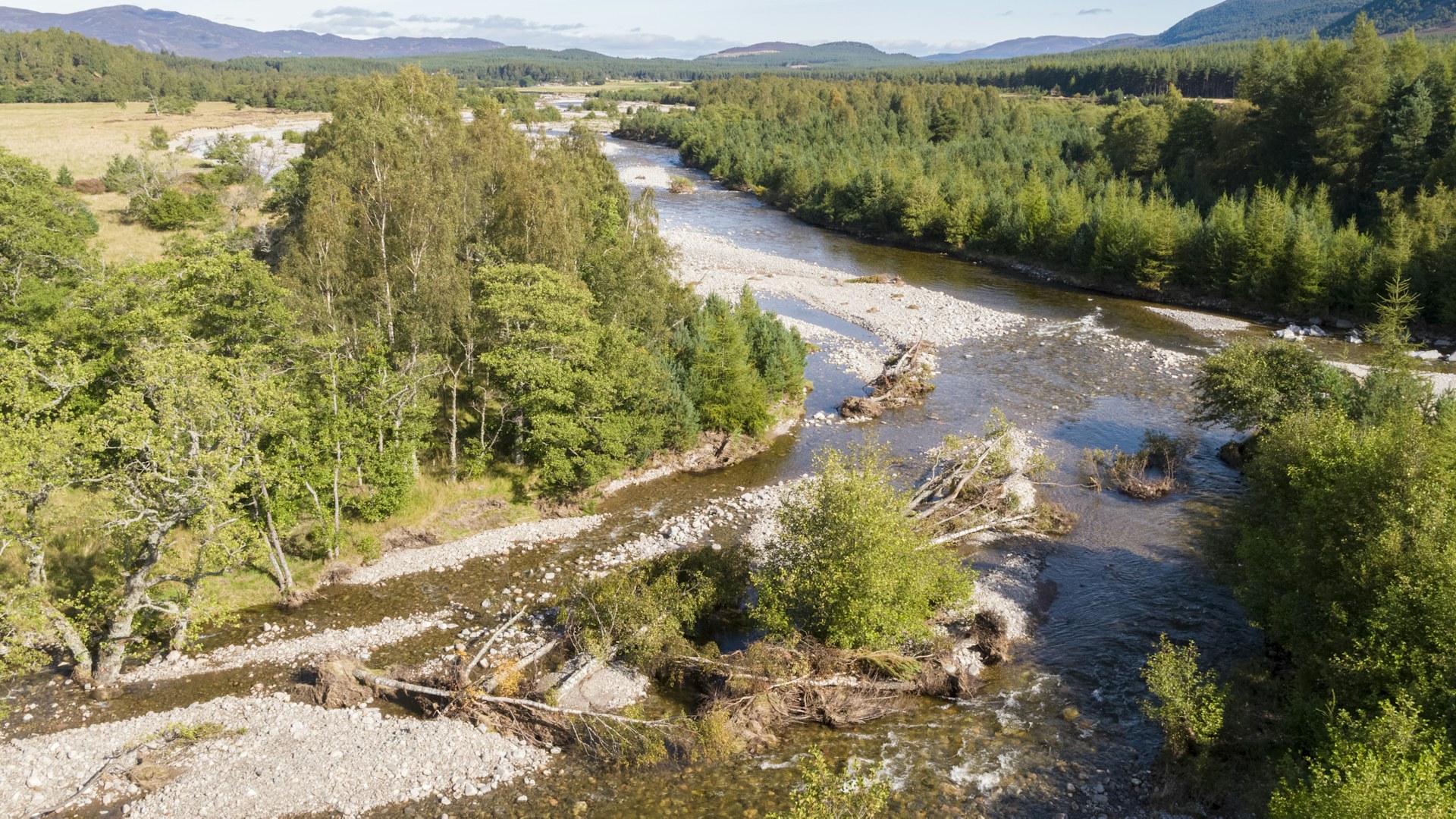 Fallen deadwood in the river Feshie, Cairngorms
