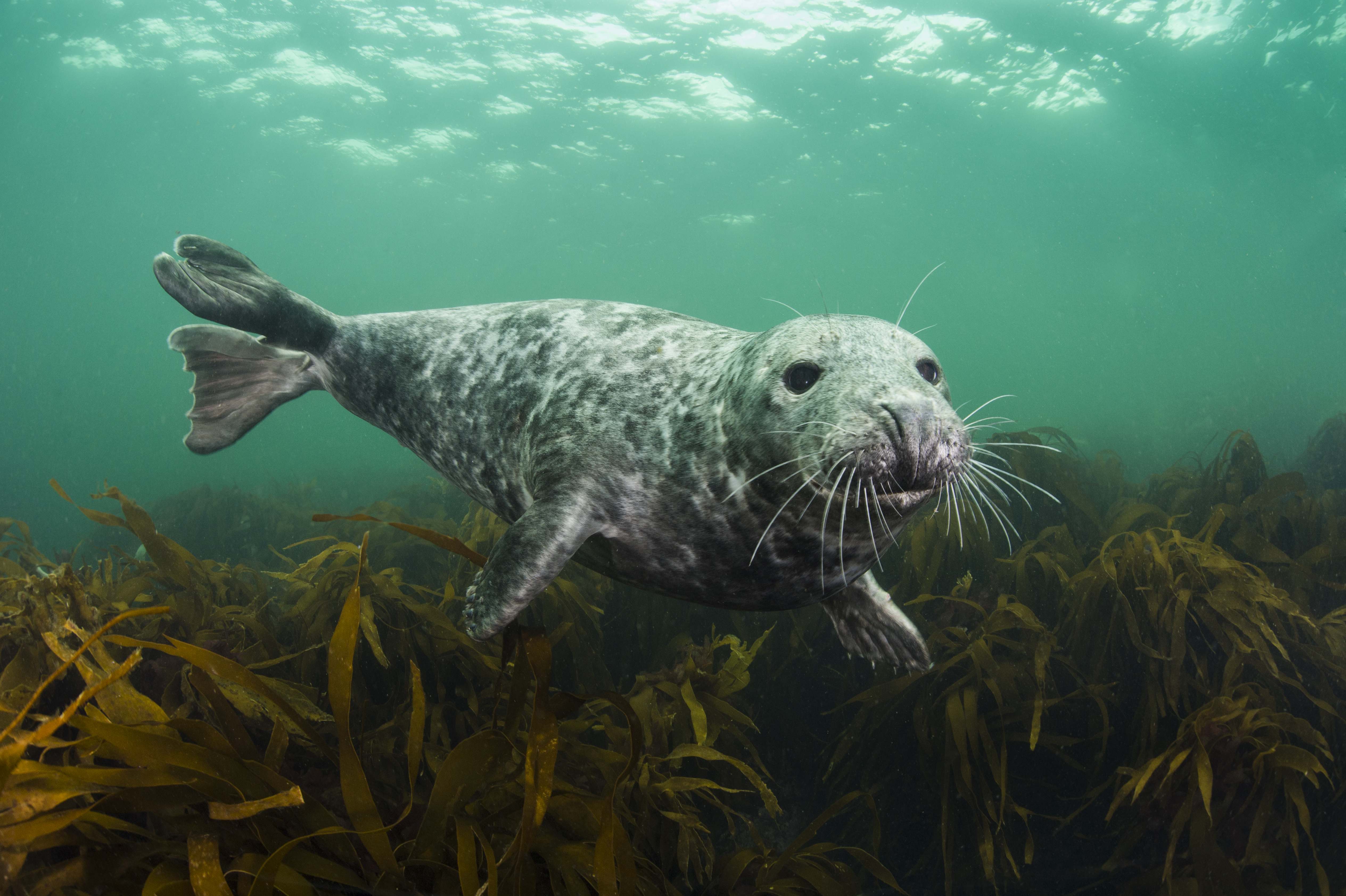 Underwater image of a female grey seal swimming among kelp.