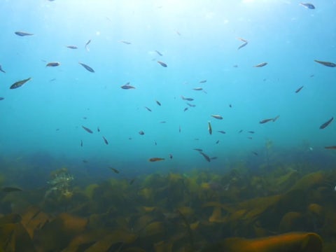 Fish kelp