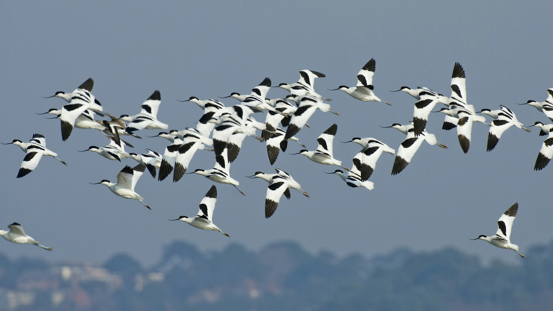 Avocet flock