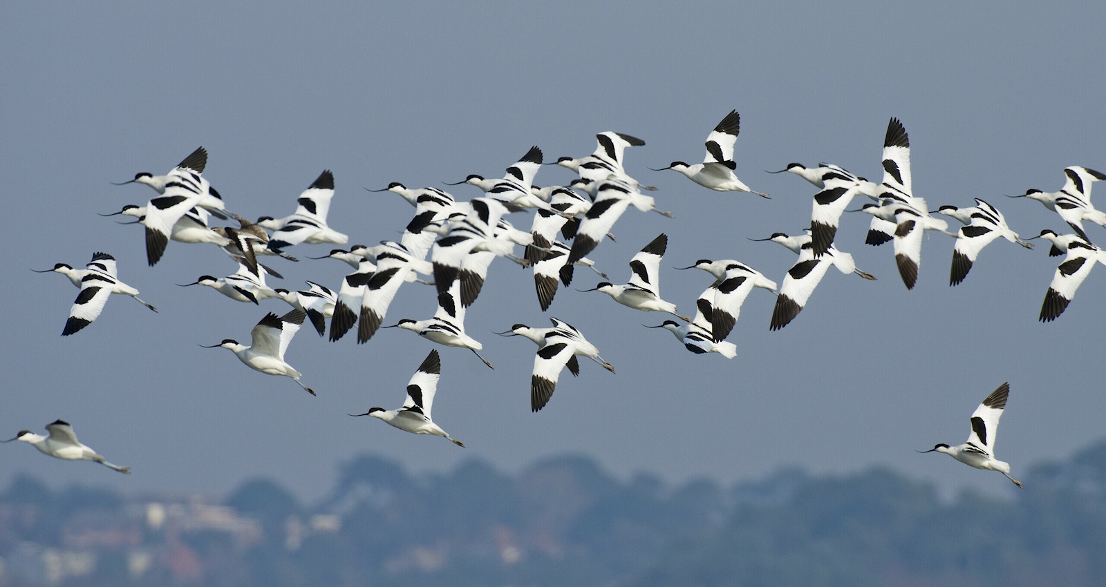 Avocet flock