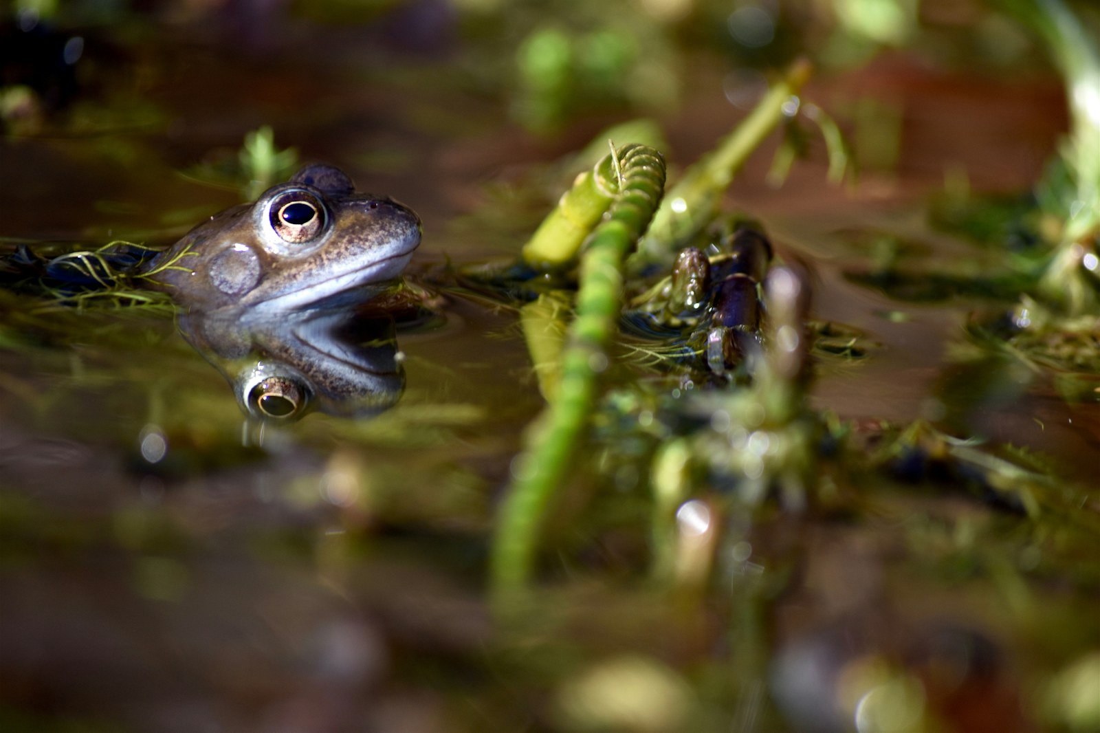 Frog pond wildlife