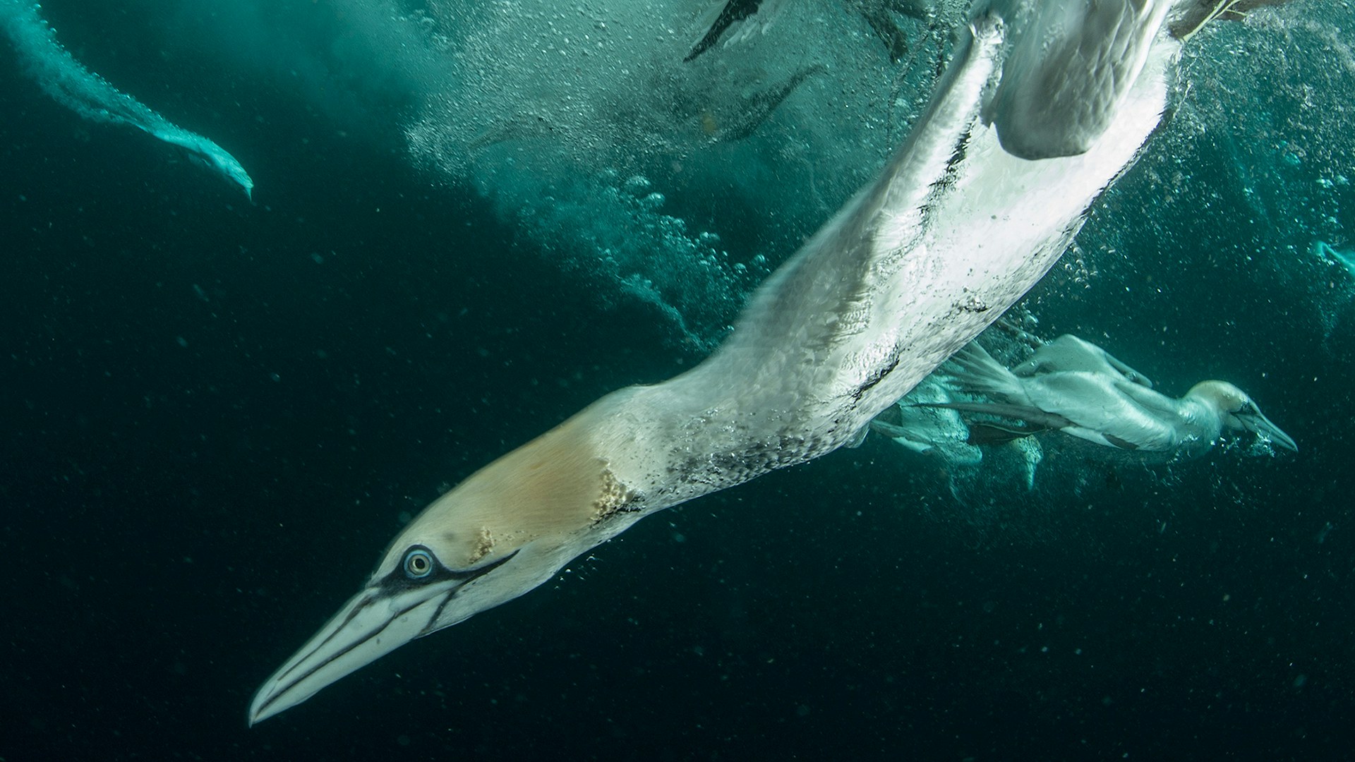 a gannet dives for dinner