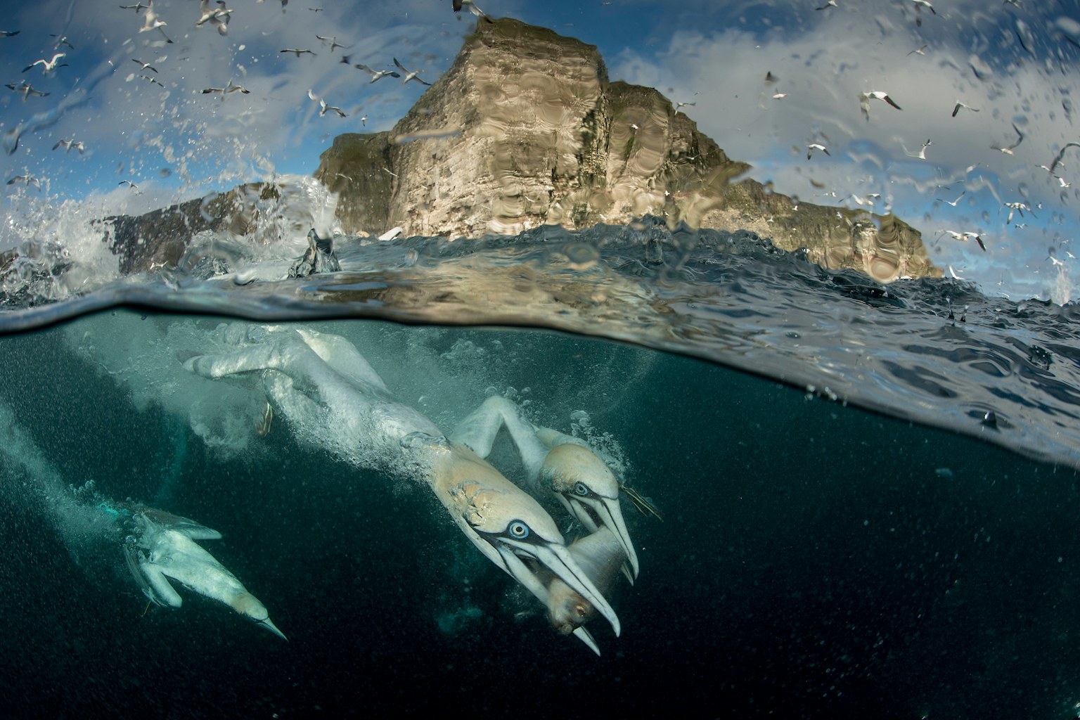 Gannets under water in Scotland