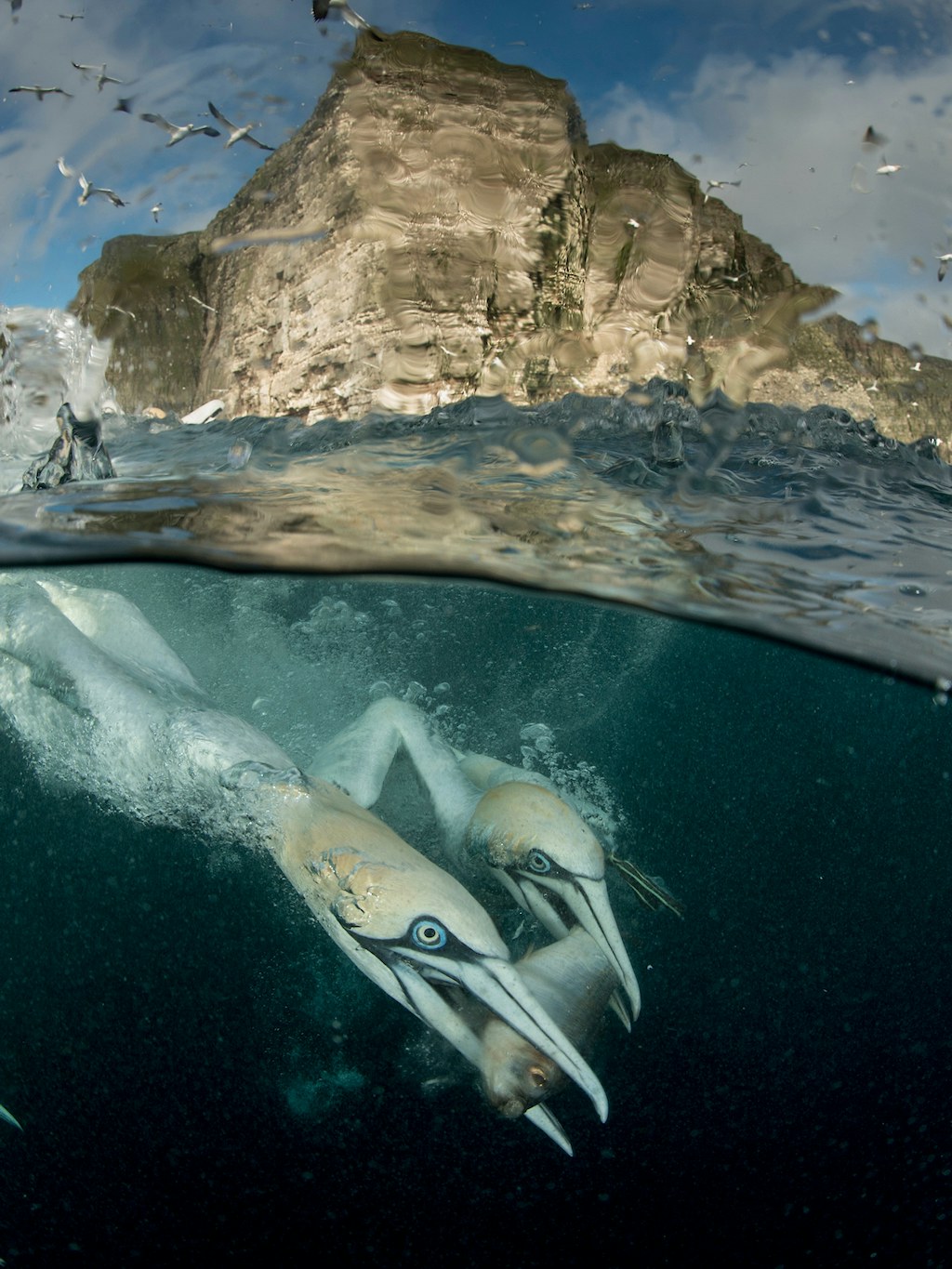 Gannets under water in Scotland